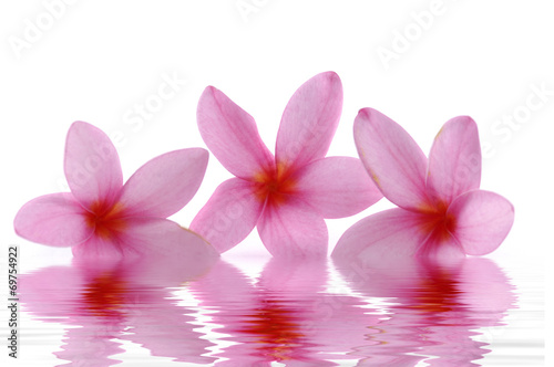 Three red frangipani with water reflection