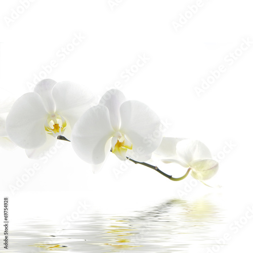 Beautiful fresh orchid with water reflection