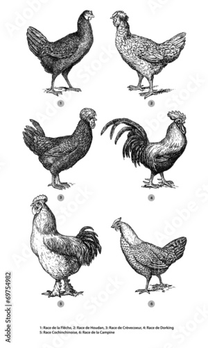 Coq et Poule