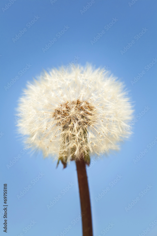 Dandelion on blue sky background