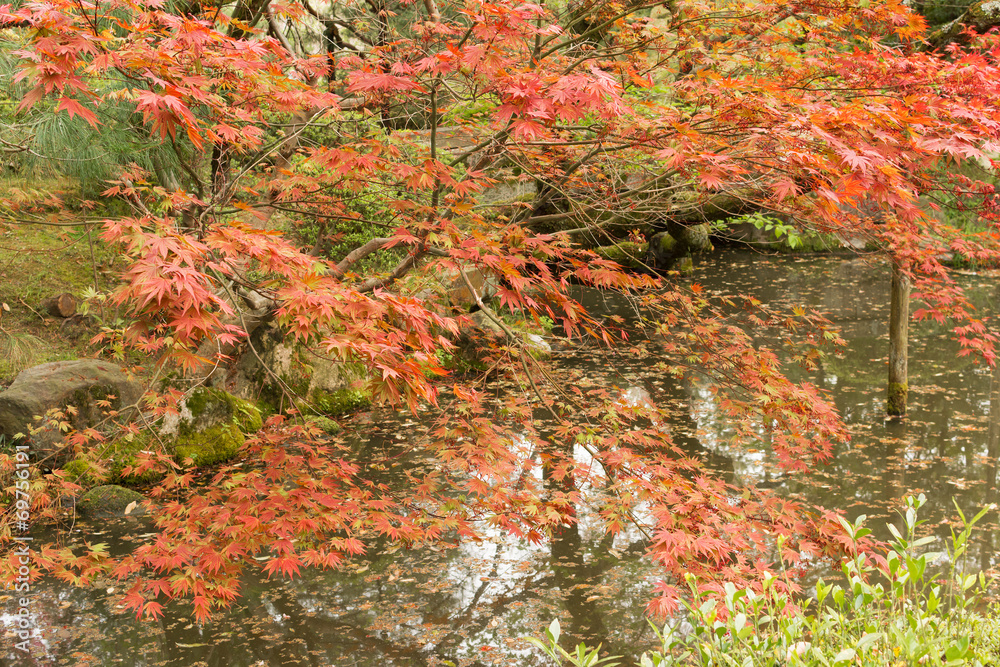 Red maples planted on the shore and reflection. Red maples planted on the shore and reflection.