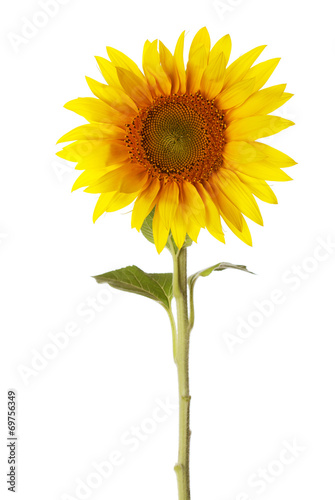 Fototapeta Naklejka Na Ścianę i Meble -  Sunflower isolated on a white background