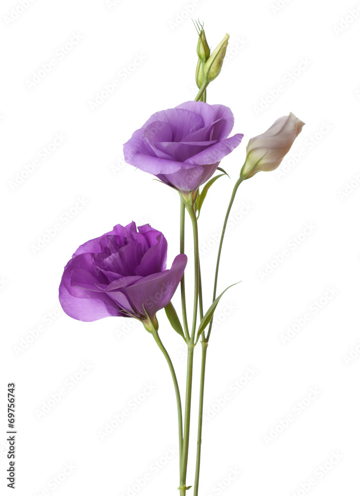 light purple flowers isolated on white. eustoma
