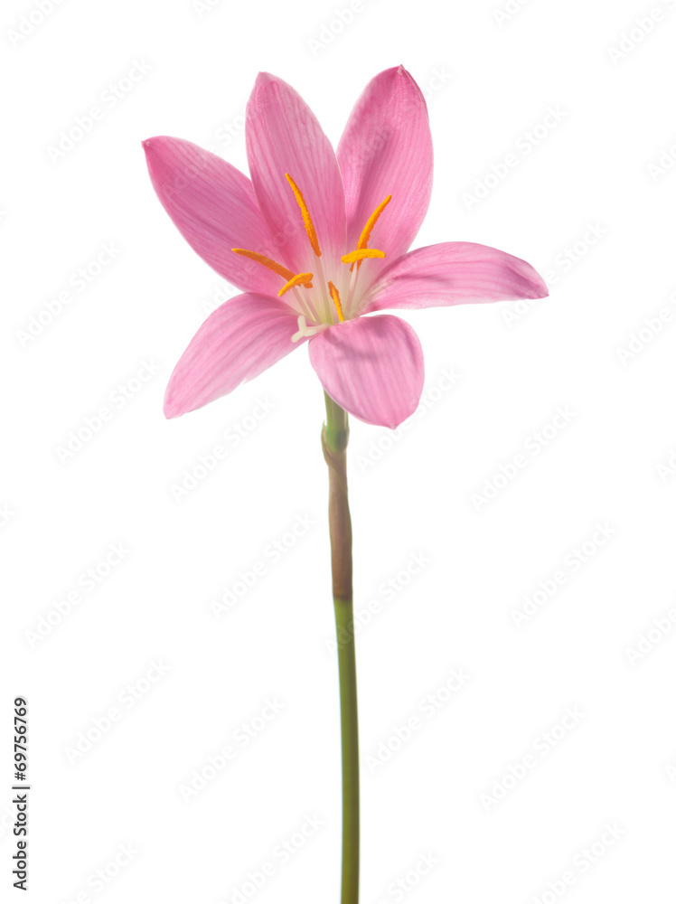 pink lily isolated on a white background. zephyranthes candida
