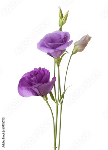 Obraz na płótnie light purple flowers isolated on white. eustoma w salonie