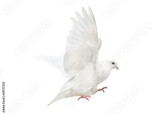 mooving isolated white pigeon