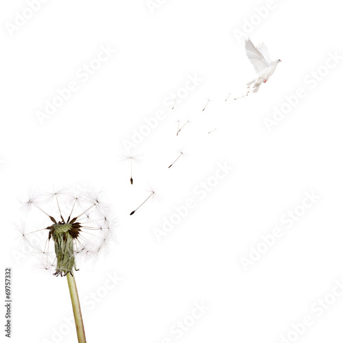 Fototapeta Naklejka Na Ścianę i Meble -  white dandelion and flying dove