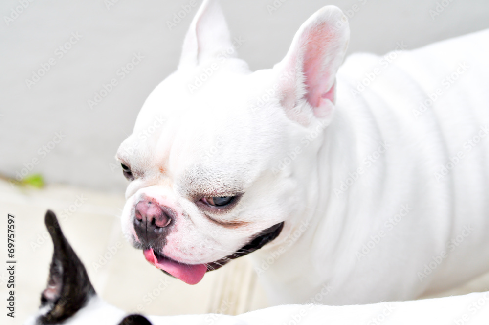 French bulldog French bulldog