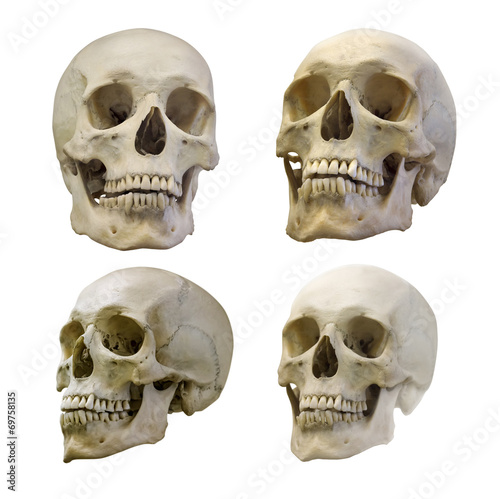 set of four human skull isolated on white