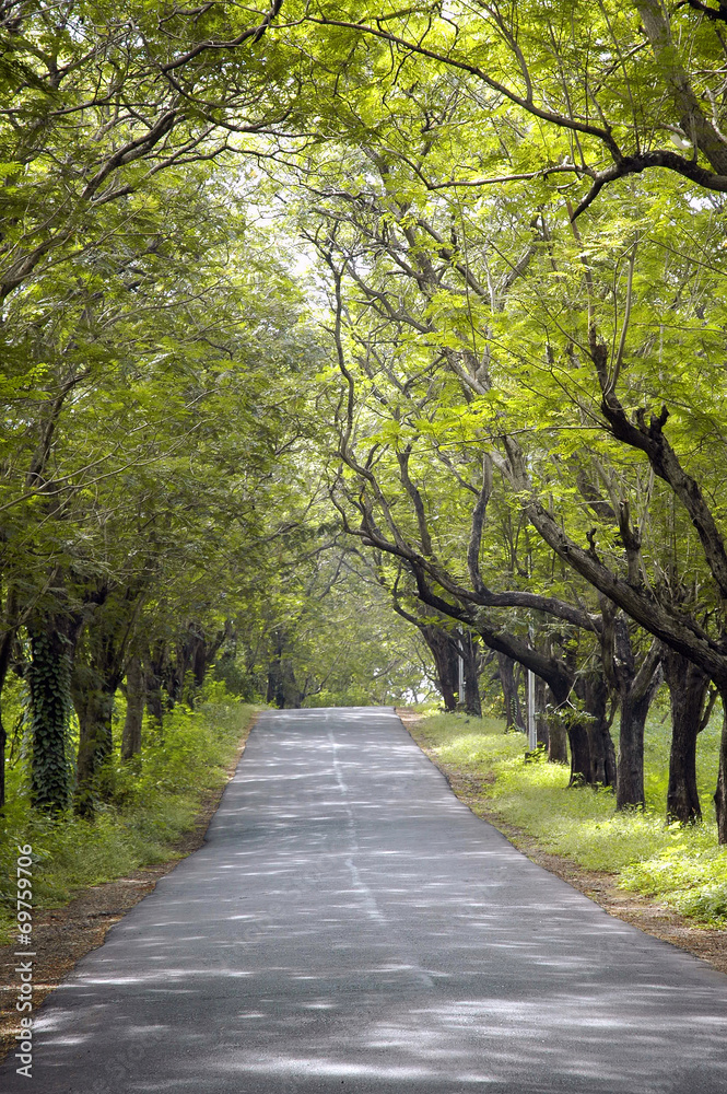 Forest path surrounded by greenery after rainy season. Forest path surrounded by greenery after rainy season.
