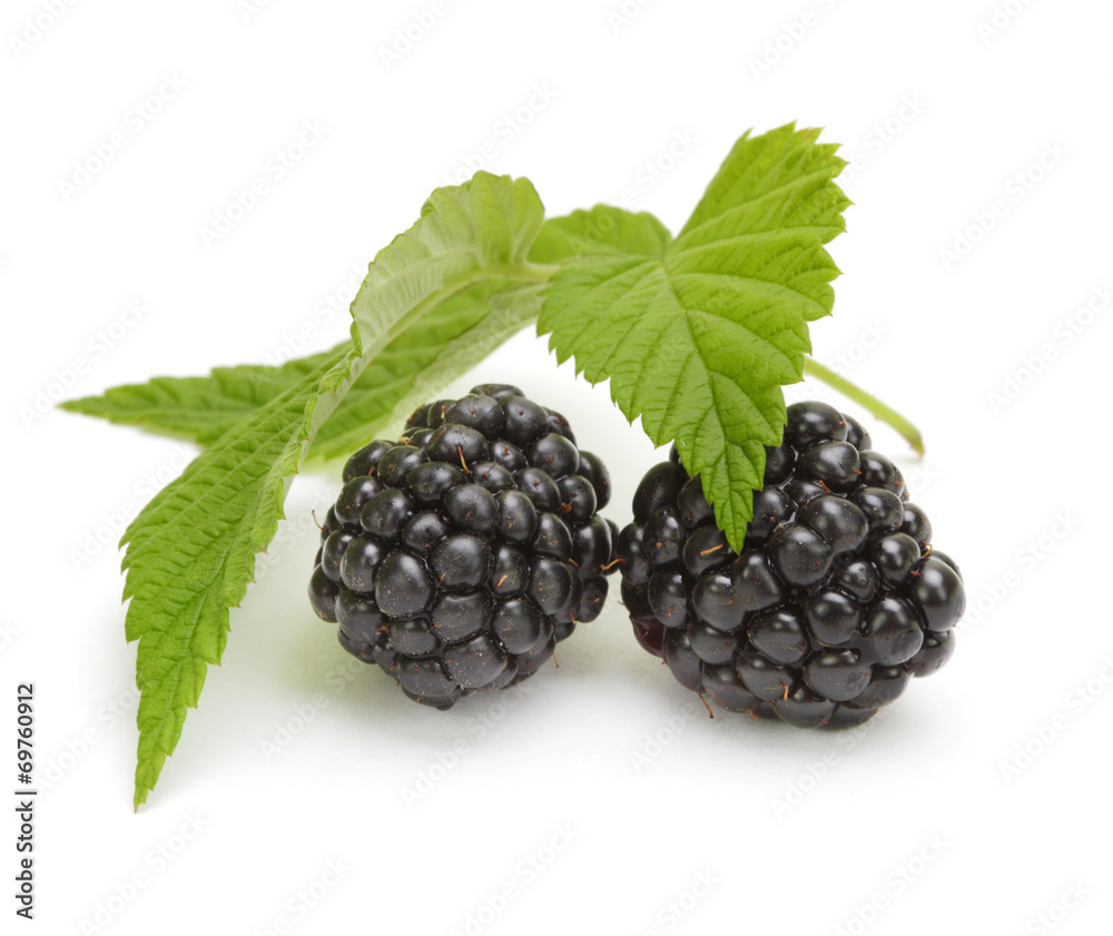 Fresh blackberry with leaf Fresh blackberry with leaf