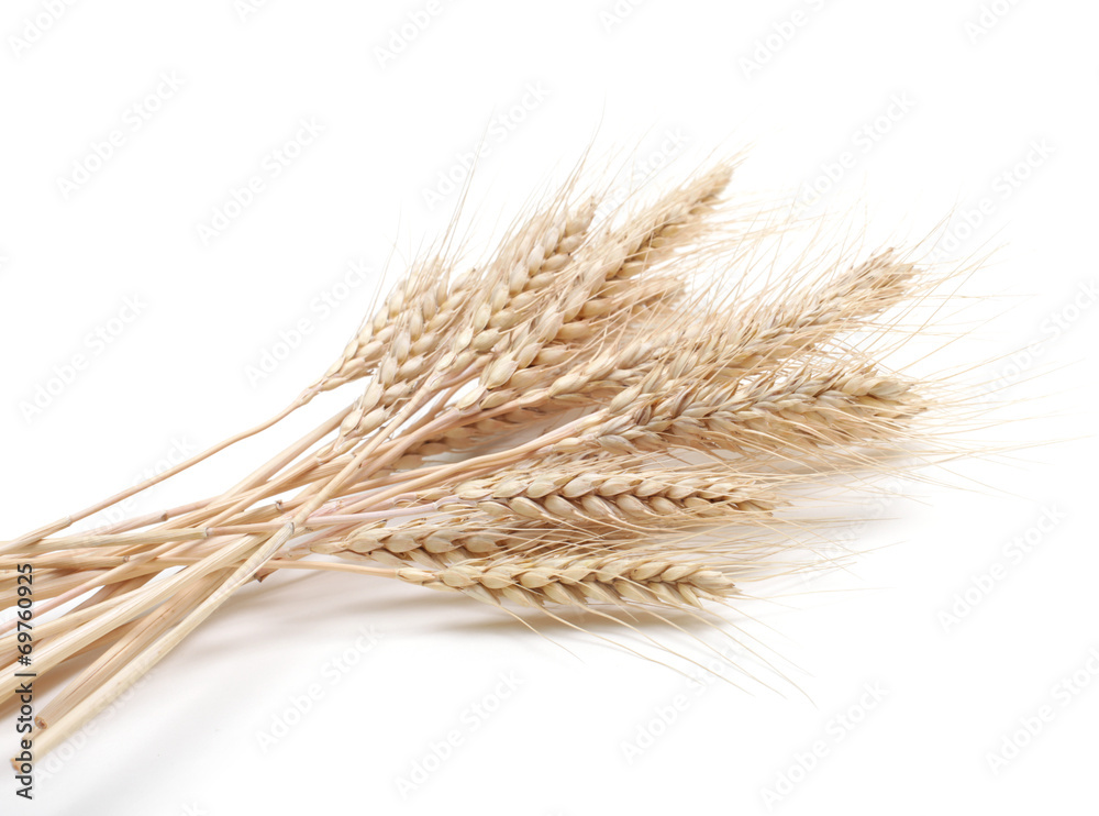 ear of wheat on white ear of wheat on white