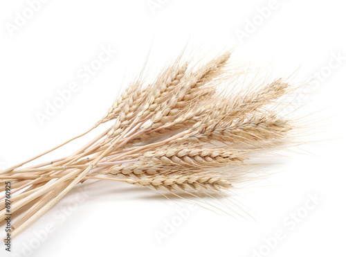 ear of wheat on white