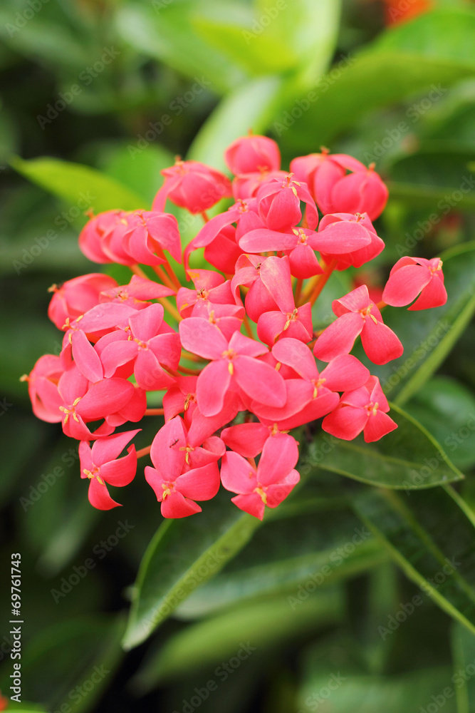Red ixora flower in nature Red ixora flower in nature