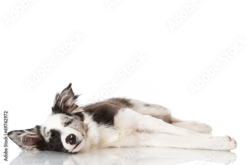Fototapeta Naklejka Na Ścianę i Meble -  Schlafender Border Collie Welpe
