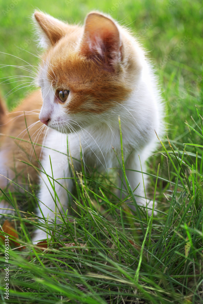 kitten on green grass kitten on green grass