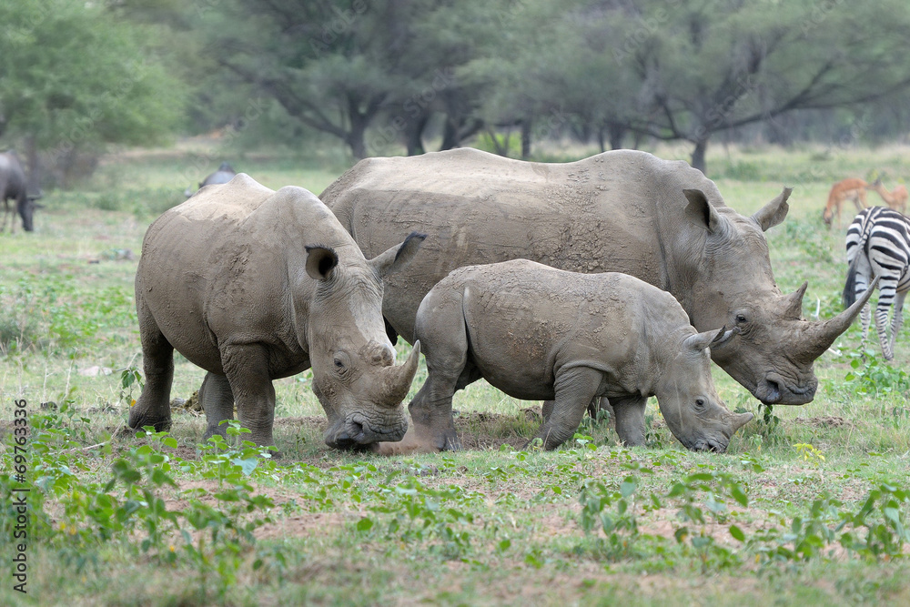 White rhino