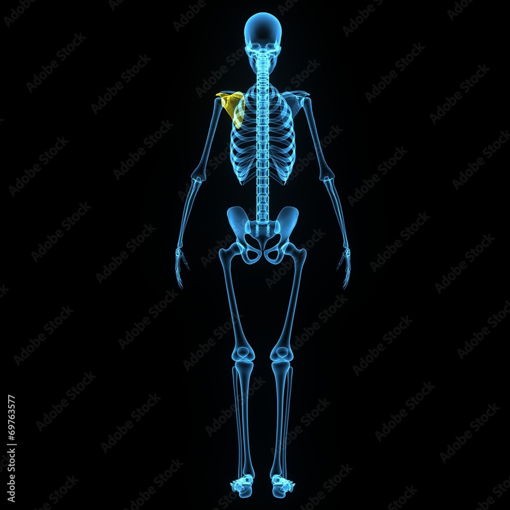 Scapula Scapula