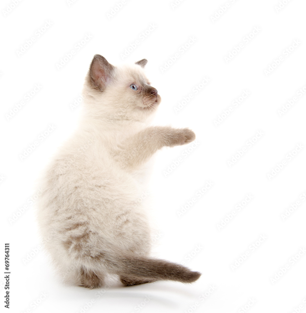 Cute kitten playing on white