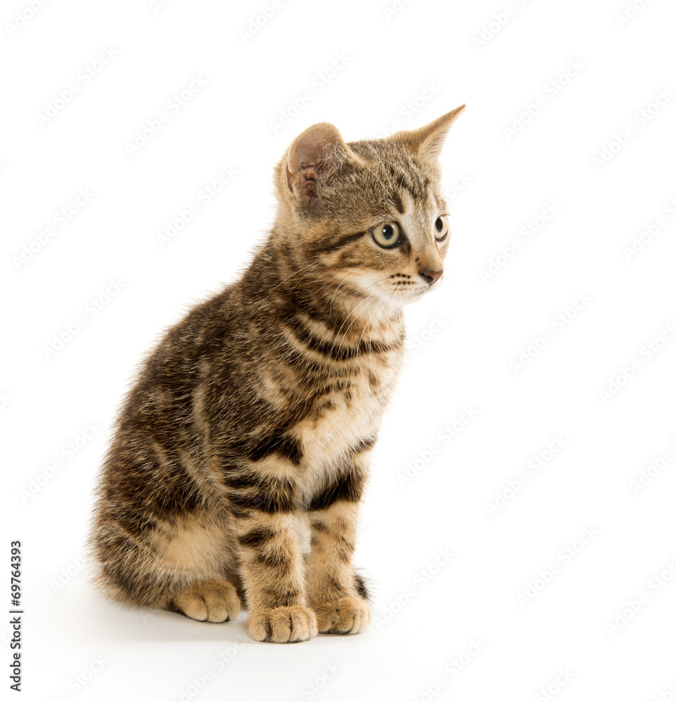 Obraz premium Cute tabby kitten