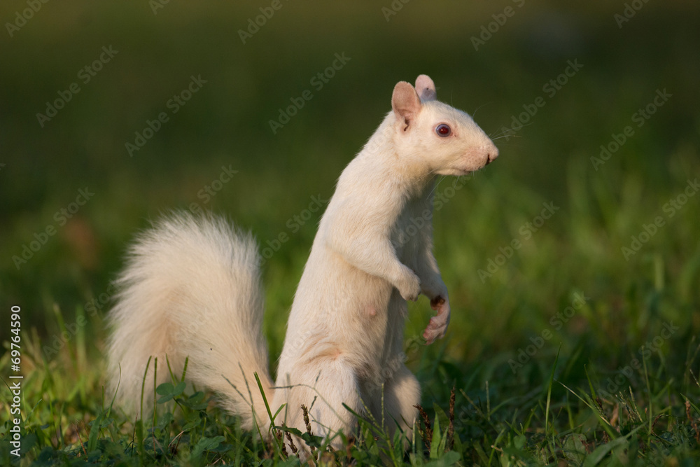 White squirrel in Olney White squirrel in Olney