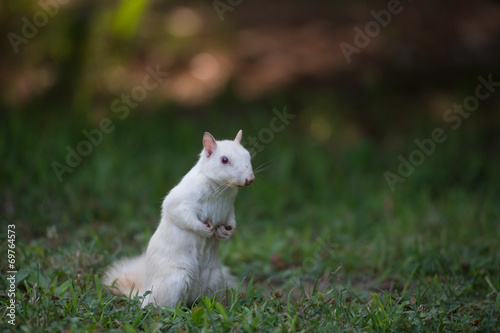 White squirrel in the grass © Tony Campbell