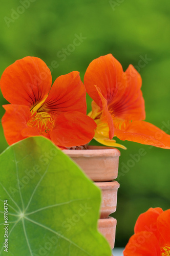 capucine dans pots de fleurs