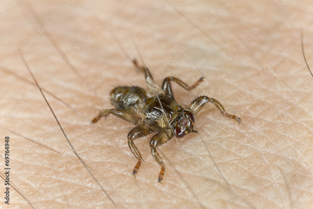 Deer fly, Lipoptena cervi crawling on human skin Deer fly, Lipoptena cervi crawling on human skin
