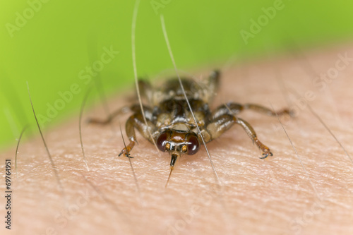 Deer fly, Lipoptena cervi crawling on human skin