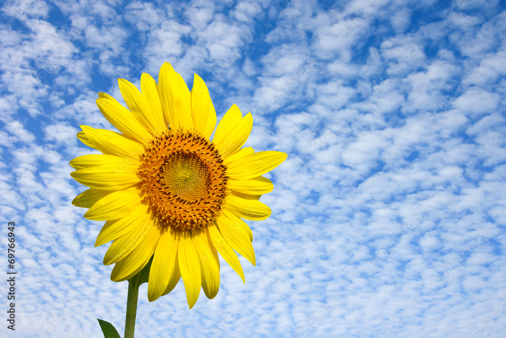 Obraz premium sunflower with sky