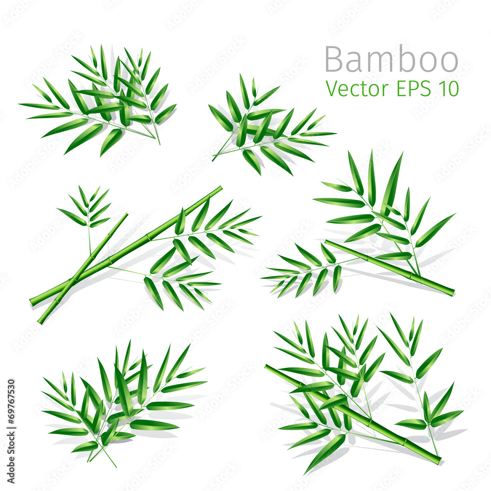 Obraz premium illustration with bamboo branches collection on white background