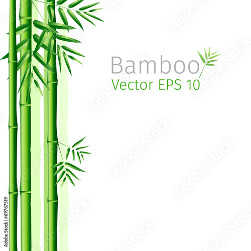 vector illustration  bunch of bamboo leaves background