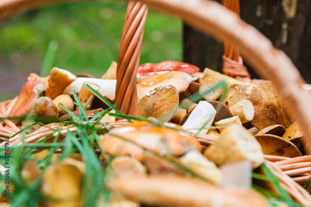 Two baskets of mushrooms