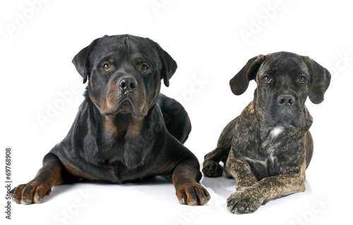 puppy cane corso and rottweiler