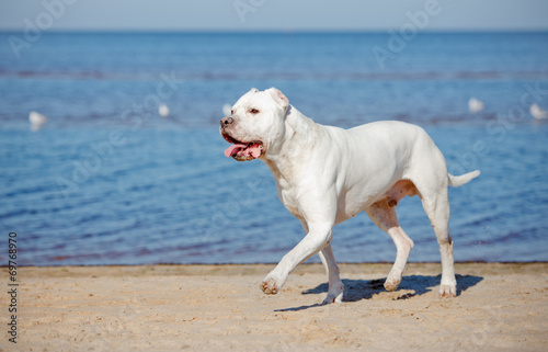 dogo argentino on the beach