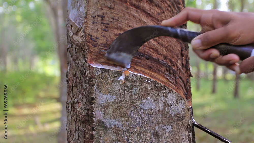 HD footage of Tapping latex from a para rubber tree