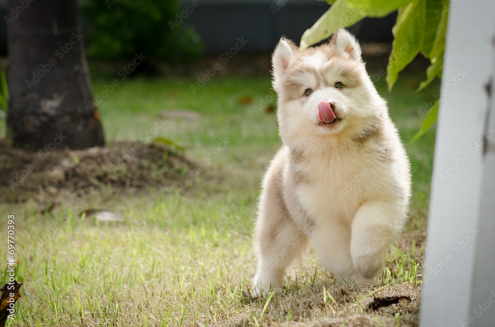 Cute little puppy playing in green grass Cute little puppy playing in green grass