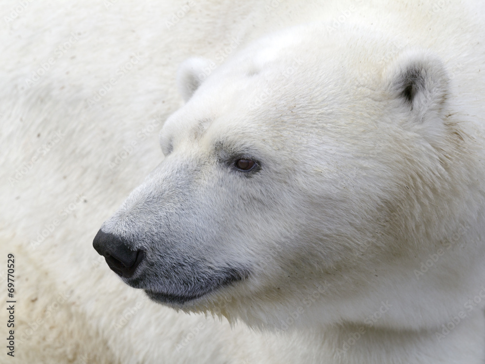 Polar bear head