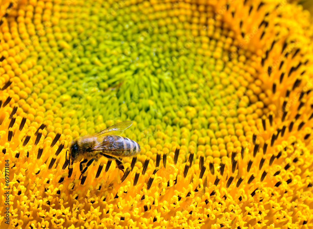 Biene auf einer Sonnenblume - obrazy, fototapety, plakaty 