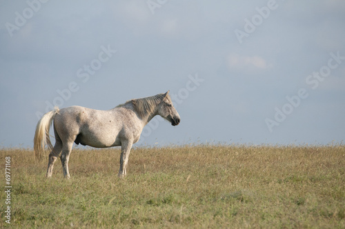 Lonely spotted horse on blue sky background