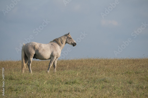 Lonely spotted horse on blue sky background