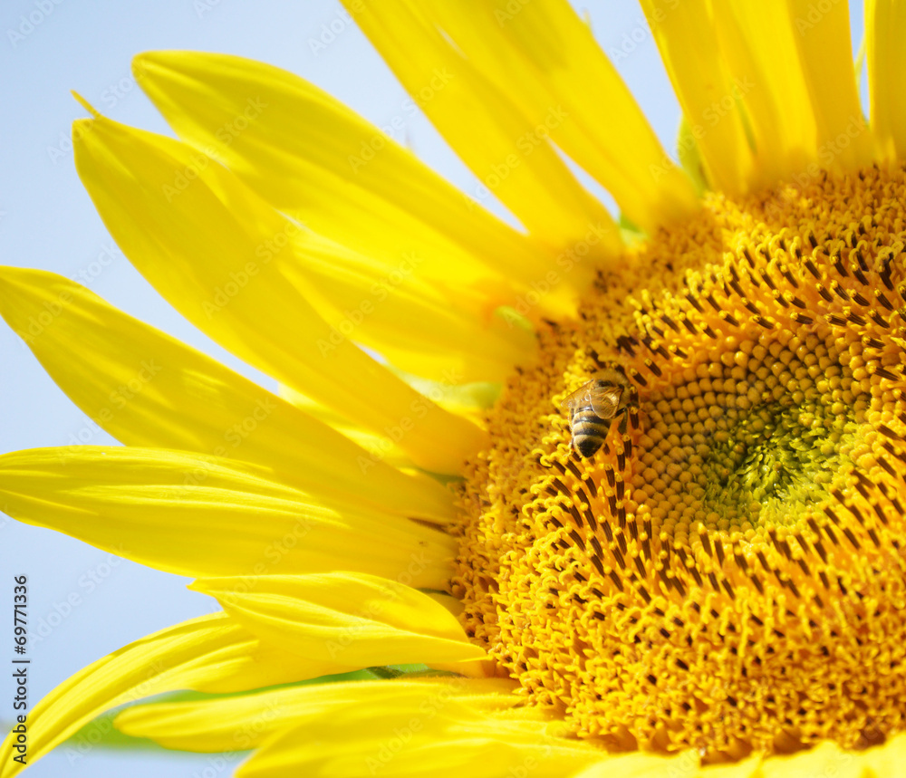 Naklejka premium Biene auf einer Sonnenblume