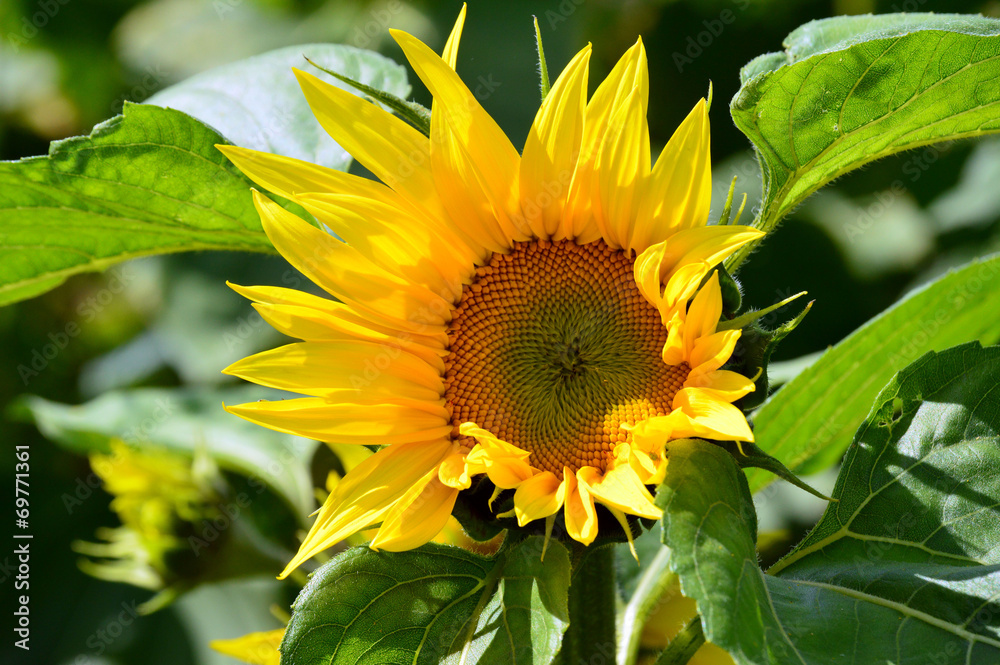 Fototapeta premium Sonnenblume
