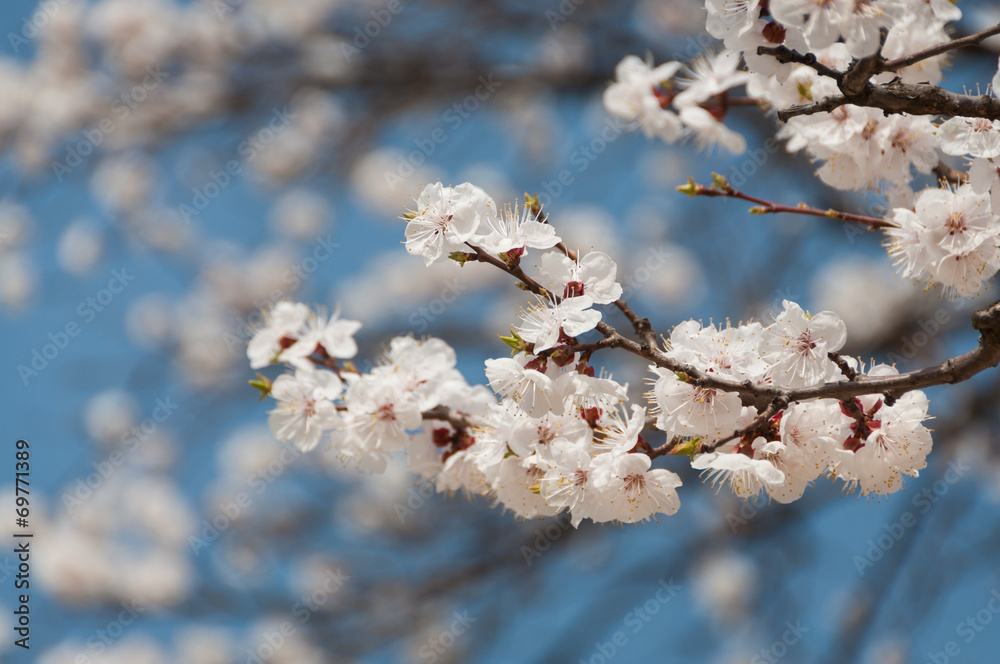 Sakura tree Sakura tree