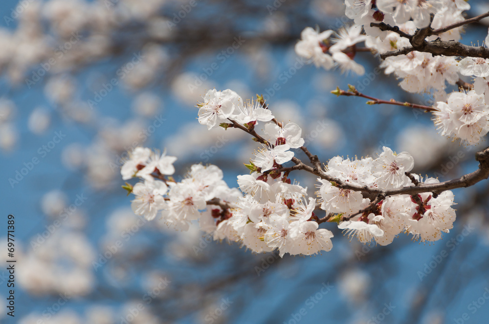 Sakura tree