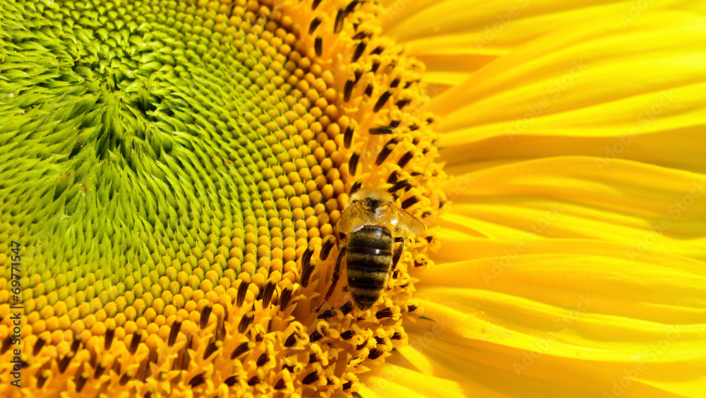 Biene auf einer Sonnenblume Biene auf einer Sonnenblume