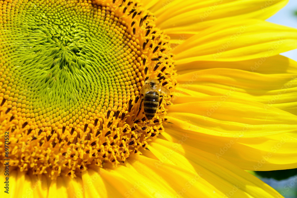 Biene auf einer Sonnenblume Biene auf einer Sonnenblume