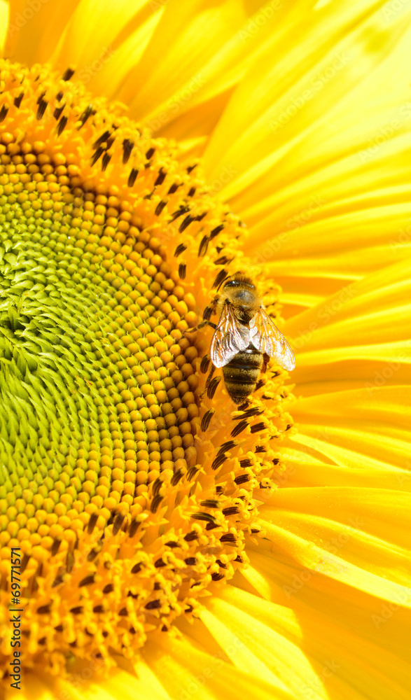 Biene auf einer Sonnenblume - obrazy, fototapety, plakaty 
