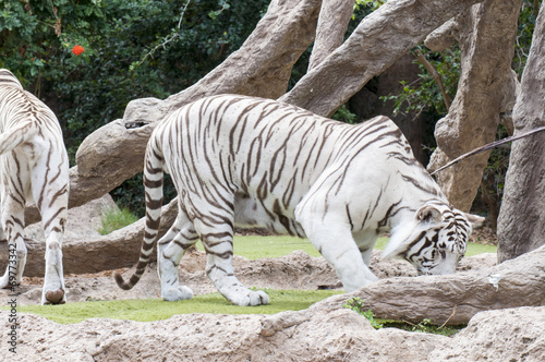 white tiger