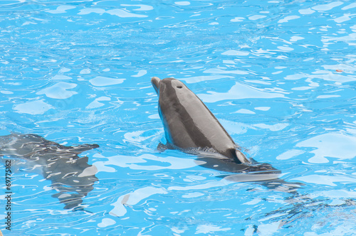 dolphins swimming